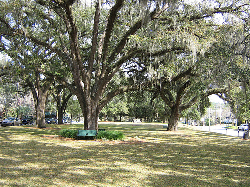 a section of the downtown park.