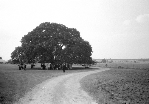 wedding under the oak